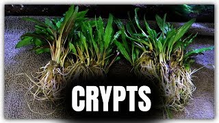 CRYPTS AND ANUBIAS  Planting 75g Aquarium [upl. by Vallery405]