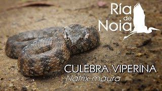 Culebra viperina Cobra viperina Natrix maura Mimetismo batesiano Ría de Noia [upl. by Sandeep]