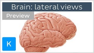 Brain structures seen from the lateral view preview  Human Neuroanatomy  Kenhub [upl. by Philina]