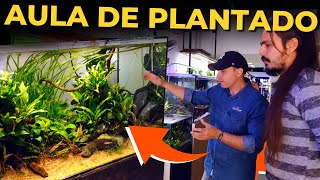 🔴APRENDA A CUIDAR DE UM AQUÁRIO PLANTADO LOW TECH COM O AQUAPAISAGISTA PROFISSIONAL DIEGO Mr Betta [upl. by Arotak]