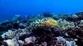 THE CUTTLEFISH Kings of Camouflage documentary english Part 1 [upl. by Acissehc111]