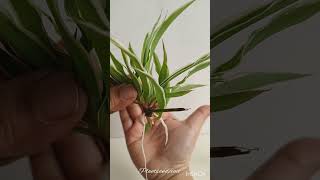 🪴Tips to Successfully Propagate Spider Plants in Water gardening plants indoorplants plant tips [upl. by Atterbury]