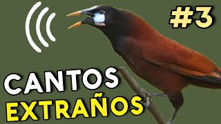 Descubre Los CANTOS MAS EXTRAÑOS de AVES ¡Sorprendente 🤯 [upl. by Ayila344]