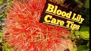 Growing and caring of fireballfootbalsunball or blood LILY [upl. by Querida]