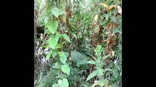 Foraging greater willow herb Epilobium hirsutum [upl. by Atirat]