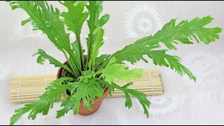 Asplenium nidus  Nestfarn BirdsNest Fern [upl. by Tisbee]