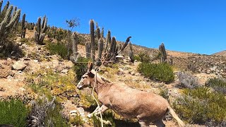 Rodeo de burros El tome Canela 2024 [upl. by Refinej340]