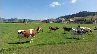 Video of cows sound effect cow cow sounds picture pictures videos mooo cartoon images voice [upl. by Sido]