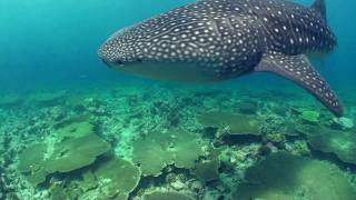 Vilamendhoo Diving HD [upl. by Deirdra196]