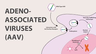 1 Adeno Associated Virus AAV  An Introduction [upl. by Eissej]