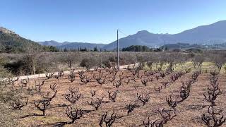 Finca for sale Jalon valley Spain [upl. by Basso113]