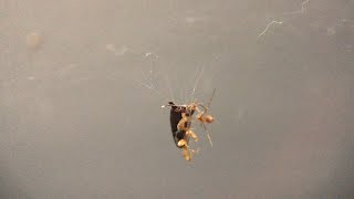 Spider catches and eats a giant earwig [upl. by Carberry778]