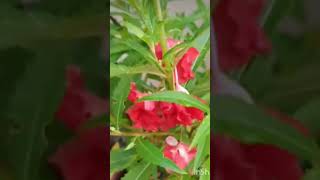 Balsamdopati flower Best time he grow ke liyayoutubeshorts gardeningtrending baagbagicha07 [upl. by Leahcimnaj]