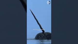 Why Do Narwhals Have Tusks Unraveling the Mystery [upl. by Corby]