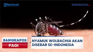 🔴Nyamuk Wolbachia Akan Disebar seIndonesia  Bangka Pos Pagi [upl. by Imiaj]