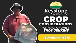 Crop Considerations  Soybean Pests [upl. by Adniralc759]