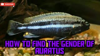 How to find the gender of melanochromis auratusmafffishlover [upl. by Piotr]