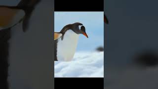 🐧 The Amazing Life of Penguins From Egg to Emperor 🌍 [upl. by Lek]