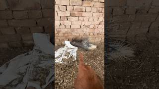 Ye Kia cheez aa gai pets minivlogs porcupines [upl. by Nuyh]