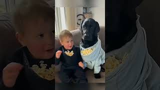 cat dog dogs cut cute love lovecats lovedogs funny virla viralvideo foryou foryoupage [upl. by Nnarefinnej]