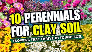 💪🤯 CLAY SOIL NO WORRIES Top 10 Perennial Flowers That THRIVE in Tough Soil 😱 [upl. by Drawde]