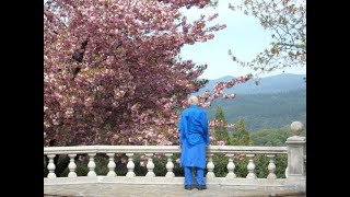 Kwanzan Sekiyama Cherry Trees [upl. by Paten]