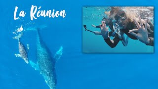 NAGER AVEC LES BALEINES La Réunion [upl. by Gnni]