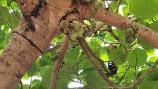 Fig tree Kerala India [upl. by Arvid]