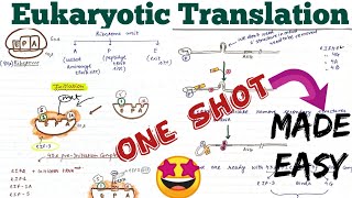 Translation in Eukaryotes Initiation Elongation Termination molecular biology🤩 [upl. by Yojenitsirk]