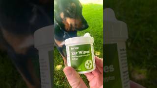 Dog Reaction  Ear Wipes dogreaction petproducts cattledogmix [upl. by Ylecara]