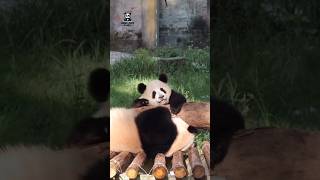 Subscribe and like If you love Pandas 😀cute panda cutepandashortsfeeduk usaviralvideoanimals [upl. by Timon989]