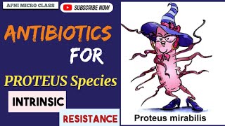 Drugs for PROTEUS Species  Intrinsic resistance  Treatment of UTI [upl. by Barbaresi]