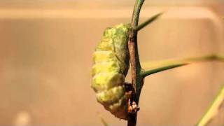 Orchard Swallowtail Pupation [upl. by Inaboy]