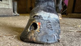 Shoeing A Horse With A Huge Hole In It’s Hoof [upl. by Jolie271]