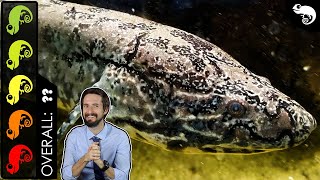 African Lungfish The Best Pet Fish [upl. by Eedyaj]