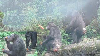 Chimpanzees catch oranges and eating 05032024 [upl. by Helmut826]