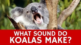 What Sounds do Koalas Make Mystery of Animals Voice Communication Organ [upl. by Ayisan452]