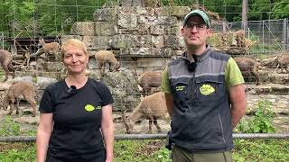 Der Wildnispark Zürich stellt sich vor [upl. by Lymn631]