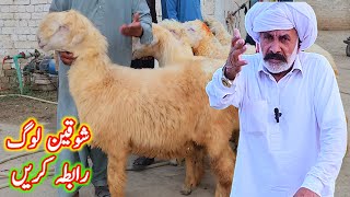 baba usman ki mundri bher sheep farming at bismillah goat farm sheep business punjab [upl. by Adieno]