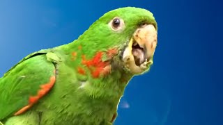 MARITACA CANTANDO 🦜 [upl. by Htidra]