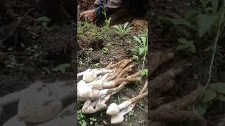 Mushrooms hunting mushroom farming mushroompicking nature forest shorts [upl. by Jenifer45]