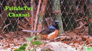 The whiterumped shama Copsychus malabaricus Beautiful bird singing [upl. by Weasner]