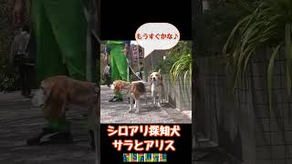 【シロアリ探知犬】サラとアリスが桜を見に行きます！ ビーグル犬 dog ビーグル beagle シロアリ 探知犬 [upl. by Buatti]