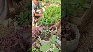 Planting lettuce Romaine [upl. by Auos]