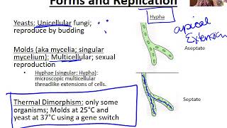 Introduction to Fungi [upl. by Slaby]