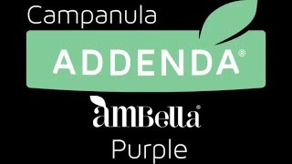 Timelapse Addenda® Campanula Ambella® purple [upl. by Sida]