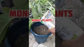 Money plants grow garden shorts [upl. by Krucik710]