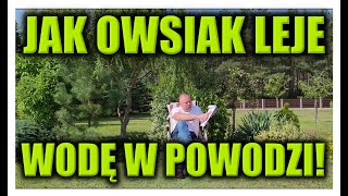 JAK OWSIAK LEJE WODĘ W POWODZI [upl. by Lletnwahs]