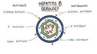 Understanding Hepatitis B Serology Results [upl. by Nalyr]