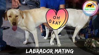 The Excitement of Mating Dogs Labradors Mating video  Boskyskennel  Siliguri  Office [upl. by Liberati]